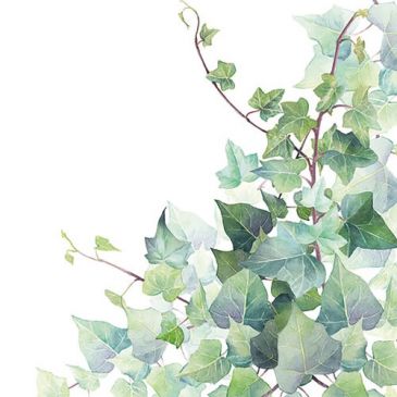 Lot 20 serviettes en papier 33 x 33 cm - Feuilles de Lierre