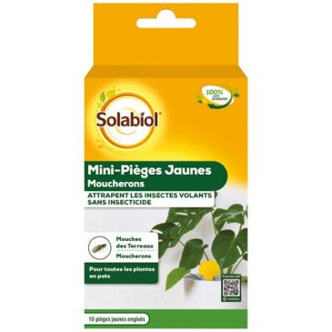 Mini pièges jaunes moucherons sans insecticide